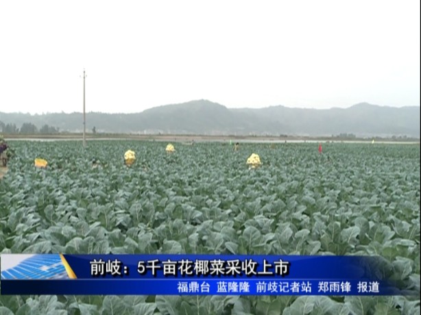 前岐：5千亩花椰菜采收上市