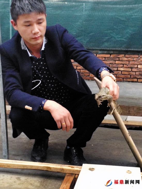 林矿弟抓起一只石蛙察看石蛙情况.jpg