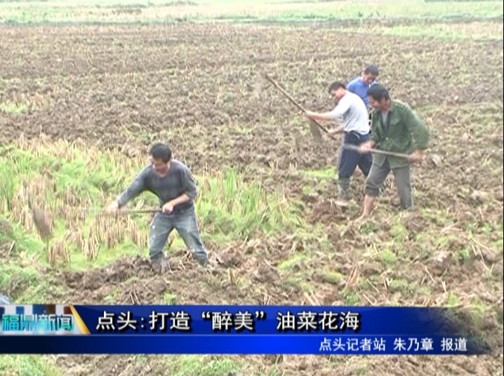 点头:打造“醉美”油菜花海