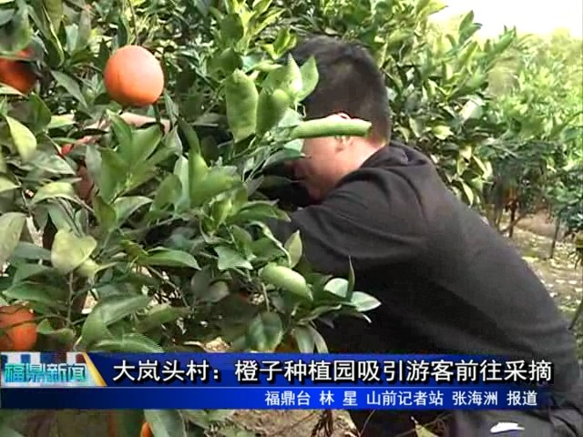 大岚头村：橙子种植园吸引游客前往采摘