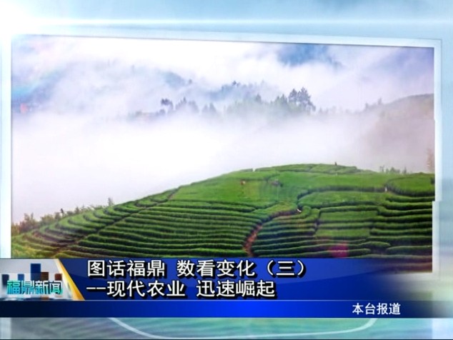 图话福鼎 数看变化（三）--现代农业 迅速崛起