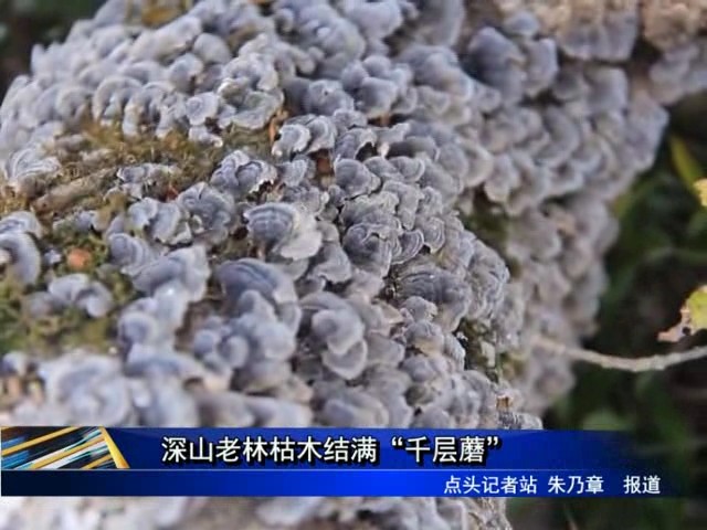 深山老林枯木结满“千层蘑”