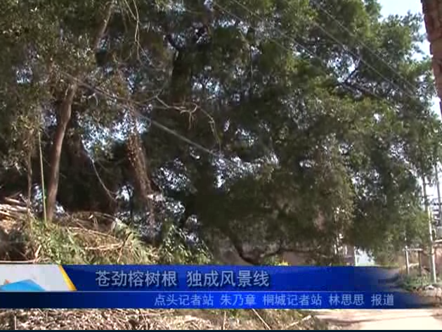 苍劲榕树根 独成风景线