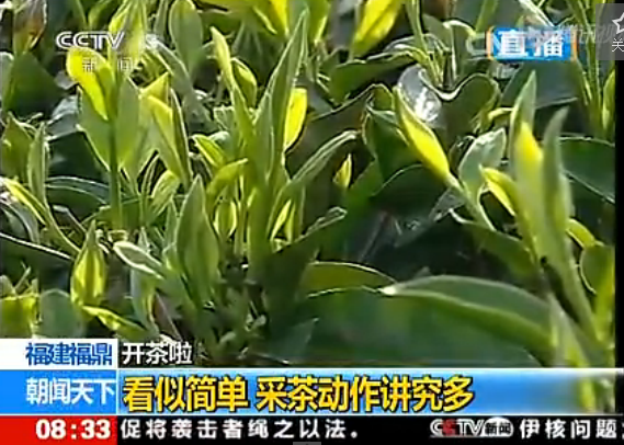 开茶啦！cctv《朝闻天下》新闻直播福鼎白茶