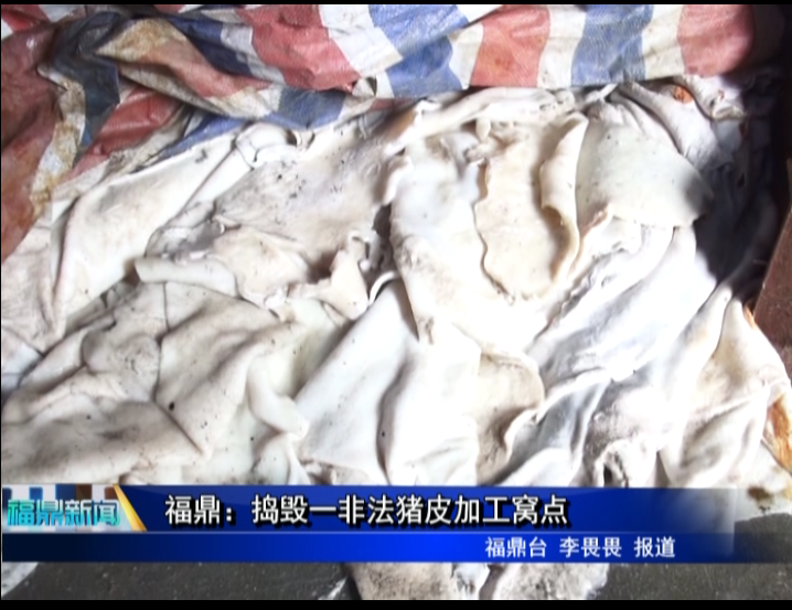 福鼎：捣毁一非法猪皮加工窝点