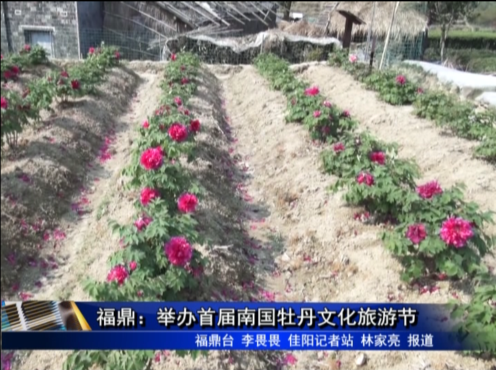 福鼎：举办首届南国牡丹文化旅游节