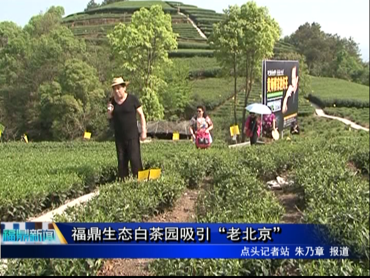 福鼎生态白茶园吸引“老北京”