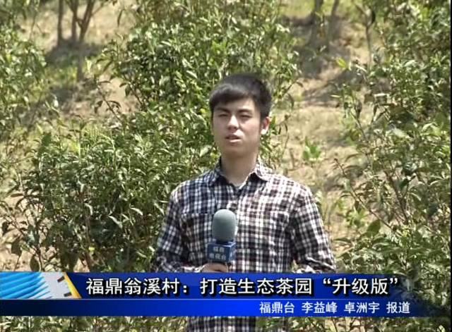 福鼎翁溪村：打造生态茶园“升级版”