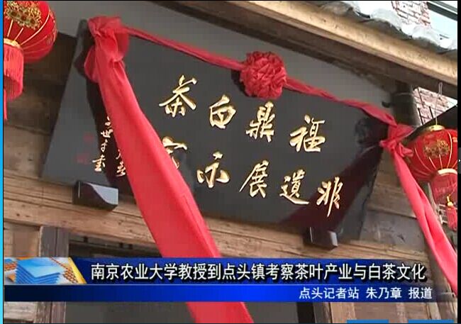 南京农业大学教授到点头镇考察茶叶产业与白茶文化