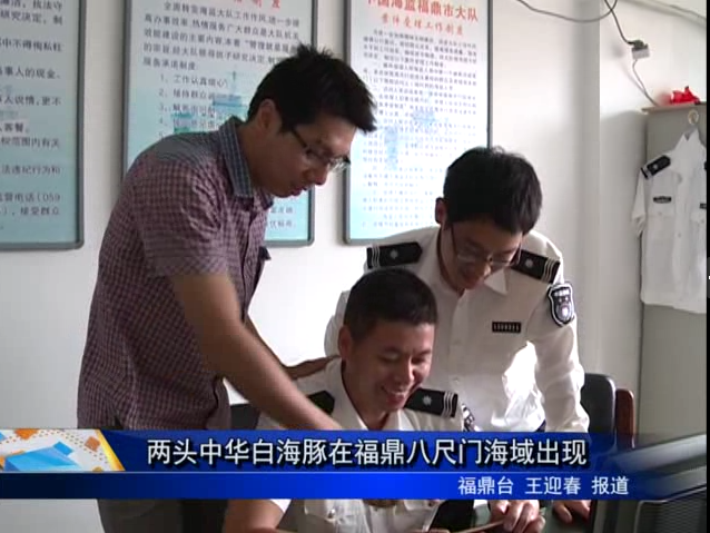 两头中华白海豚在福鼎八尺门海域出现