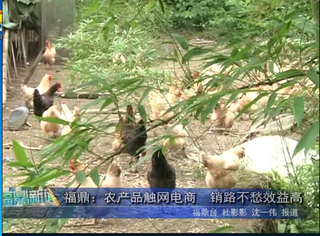 福鼎：农产品触网电商　销路不愁效益高