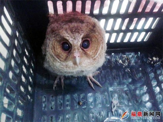 福鼎警方救助国家二级保护动物草鸮2.jpg