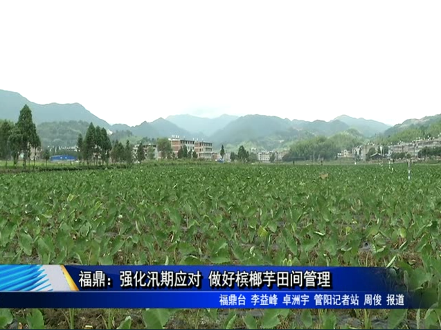 福鼎：强化汛期应对 做好槟榔芋田间管理