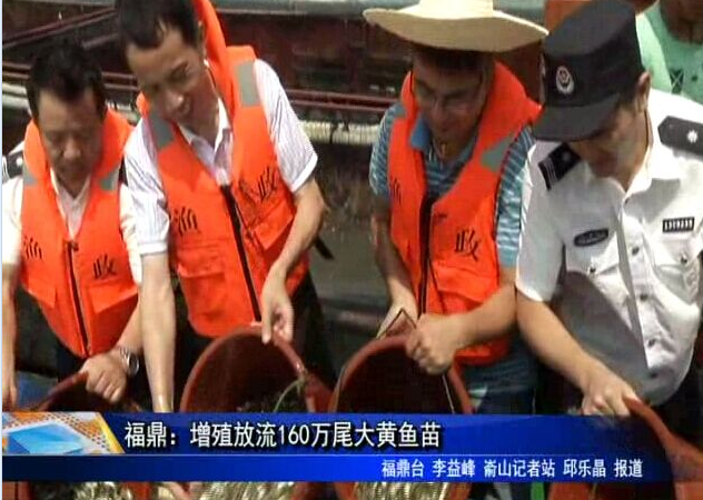 福鼎：增殖放流160万尾大黄鱼苗