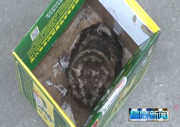 猫头鹰“碰瓷”好心人救助
