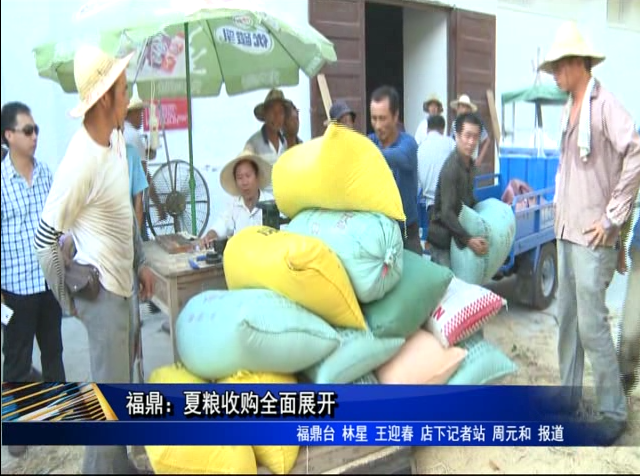 福鼎：夏粮收购全面展开
