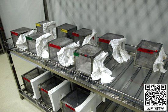 广州工厂每周产50万只绝育雄蚊 抗击登革热