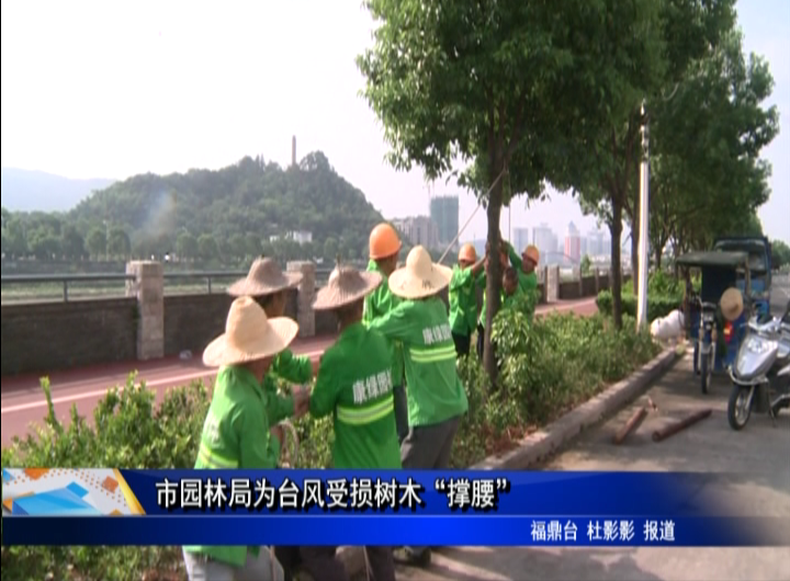 市园林局为台风受损树木“撑腰”