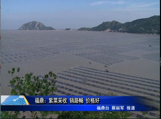 福鼎：紫菜采收 销路畅 价格好