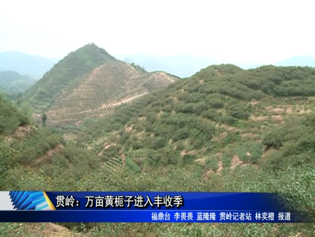 贯岭：万亩黄栀子进入丰收季