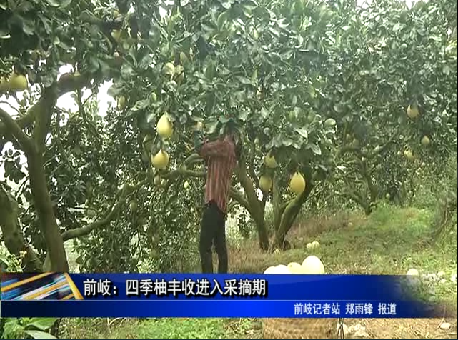 前岐：四季柚丰收进入采摘期
