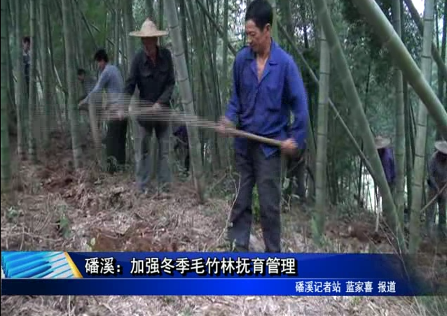 磻溪：加强冬季毛竹林抚育管理