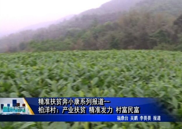 精准扶贫奔小康系列报道--柏洋村：产业扶贫 精准发力 村富民富