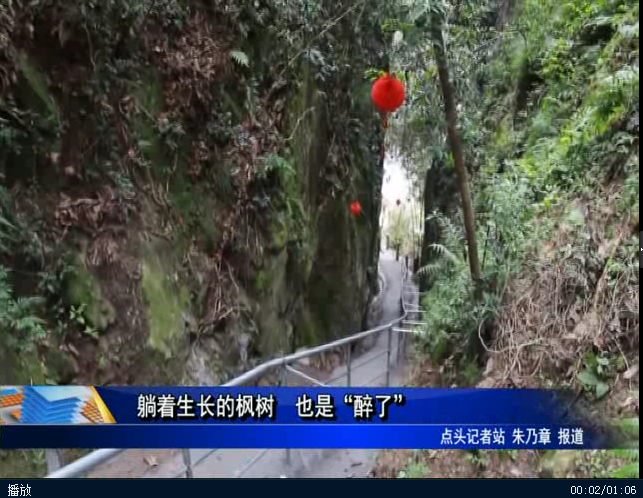 躺着生长的枫树 也是“醉了”