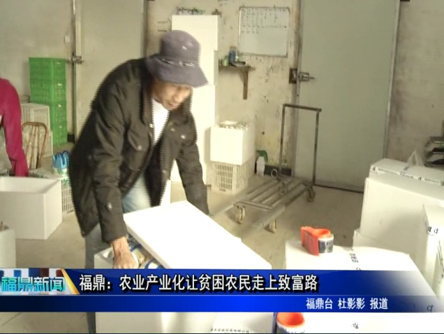 福鼎：农业产业化让贫困农民走上致富路
