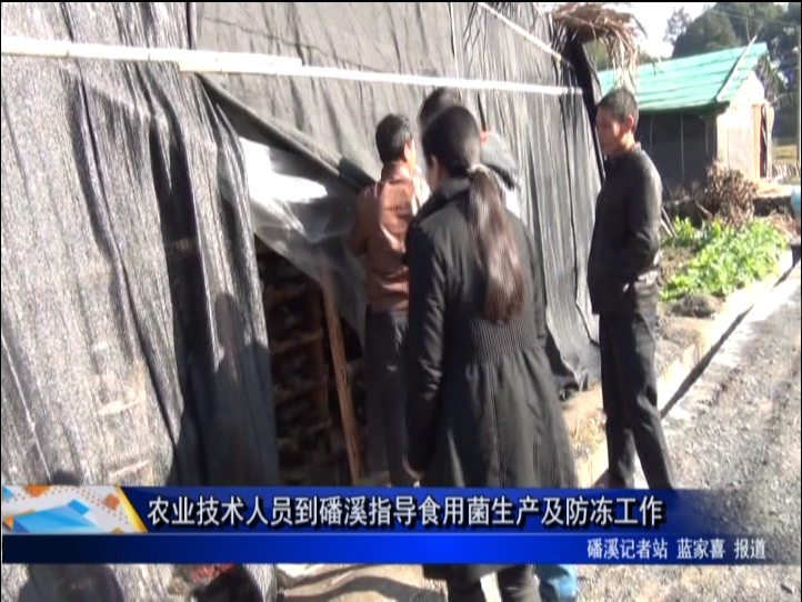 农业技术人员到磻溪指导食用菌生产及防冻工作