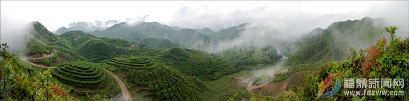品品香茶基地--_陈昌平摄.jpg