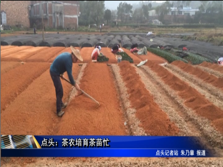 点头：茶农培育茶苗忙