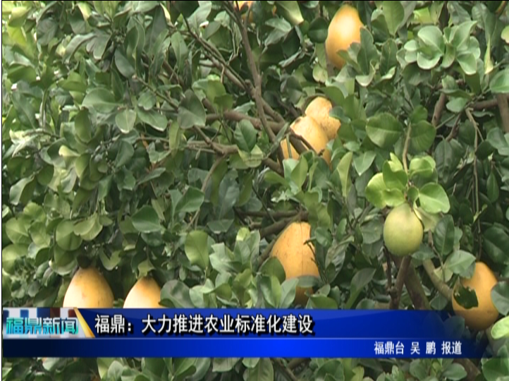 福鼎：大力推进农业标准化建设