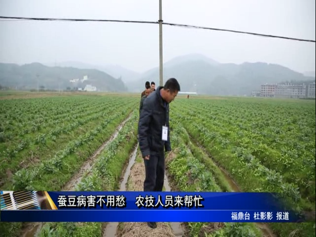 蚕豆病害不用愁 农技人员来帮忙