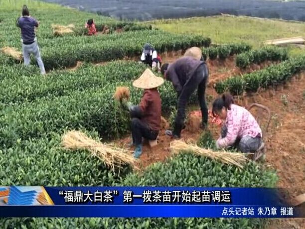 “福鼎大白茶”第一拨茶苗开始起苗调运
