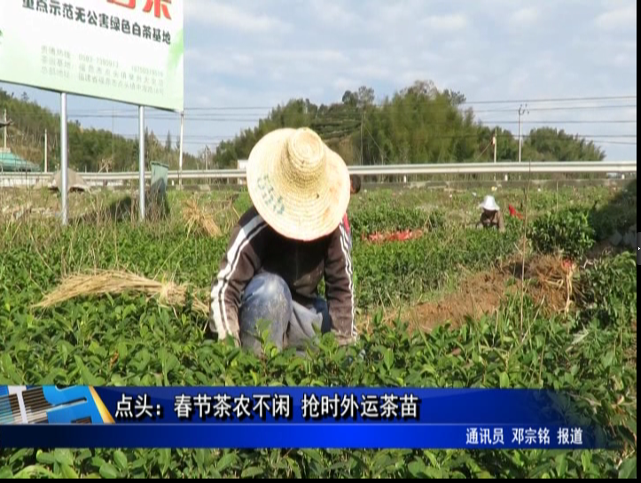 点头：春节茶农不闲 抢时外运茶苗