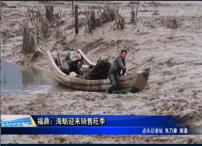 福鼎：海蛎迎来销售旺季