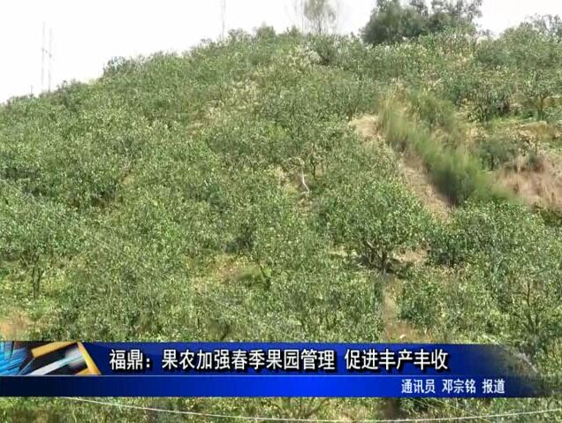 福鼎：果农加强春季果园管理 促进丰产丰收