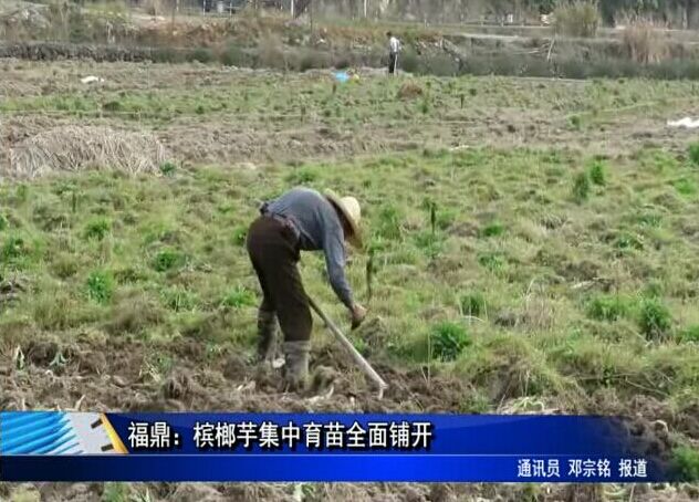 福鼎：槟榔芋集中育苗全面铺开