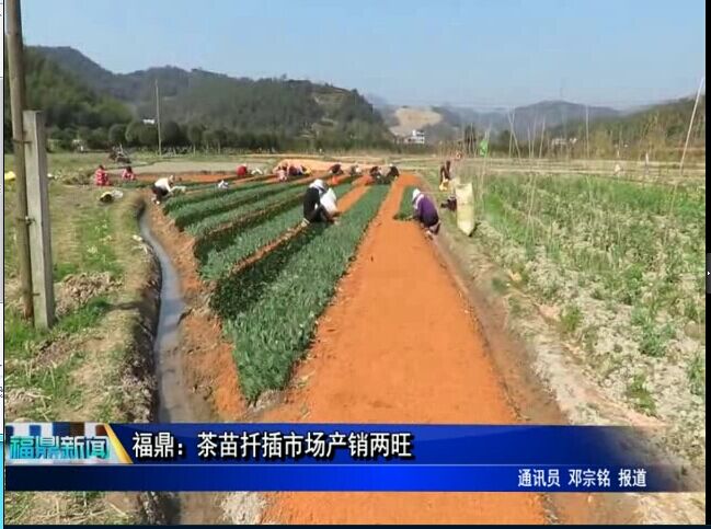 福鼎：茶苗扦插市场产销两旺