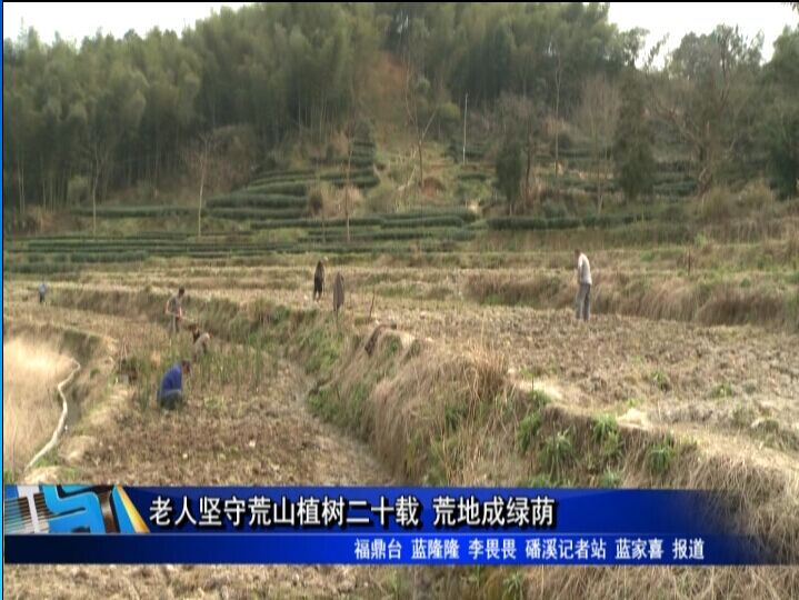 老人坚守荒山植树二十载 荒地成绿荫