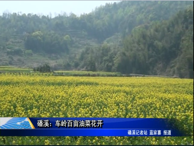 磻溪∶车岭百亩油菜花开