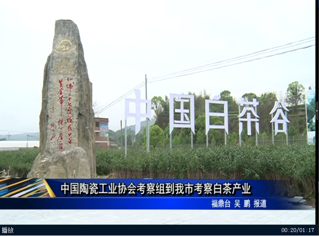 中国陶瓷工业协会考察组到我市考察白茶产业