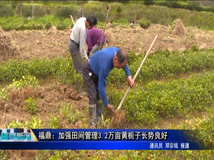 福鼎：加强田间管理3.2万亩黄栀子长势良好