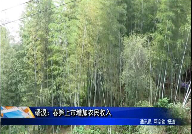 磻溪：春笋上市增加农民收入