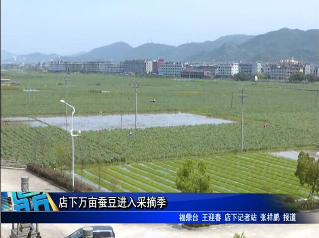 店下万亩蚕豆进入采摘季