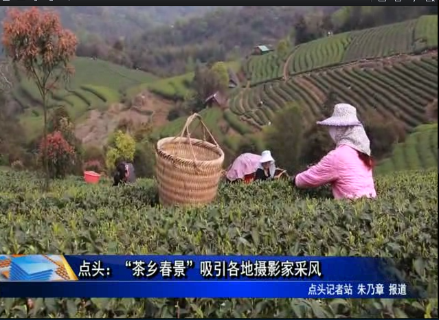 点头：“茶乡春景”吸引各地摄影家采风