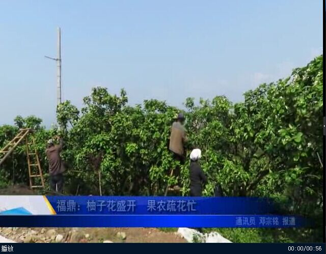 福鼎：柚子花盛开 果农疏花忙