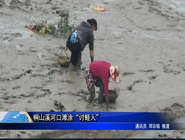 桐山溪河口滩涂“讨蛏人