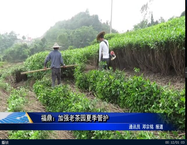 福鼎：加强老茶园夏季管护